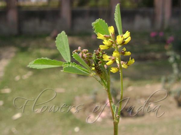 Indian Sweet Clover