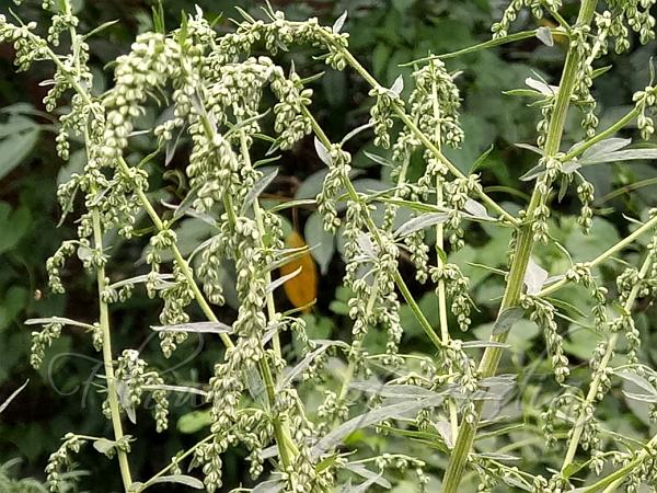 Indian Wormwood