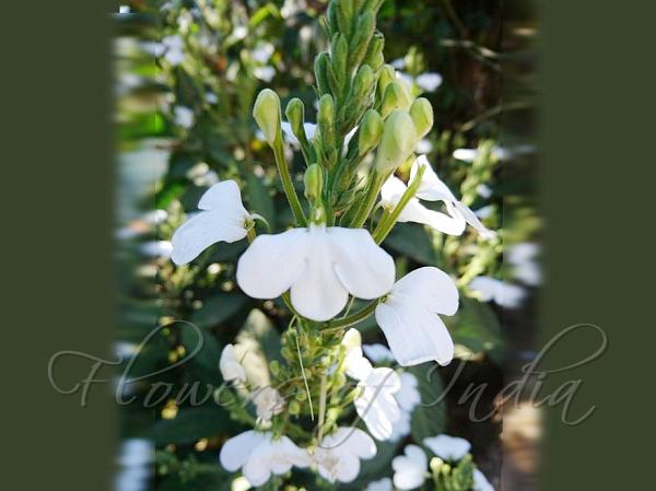 Indochinese Snake Jasmine