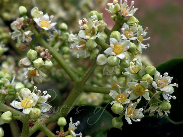 Indomalaya Bladdernut
