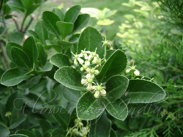 Japanese Spindle Tree