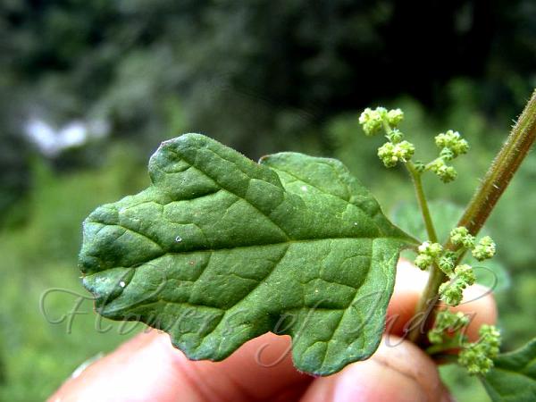 Jerusalem-Oak Goosefoot