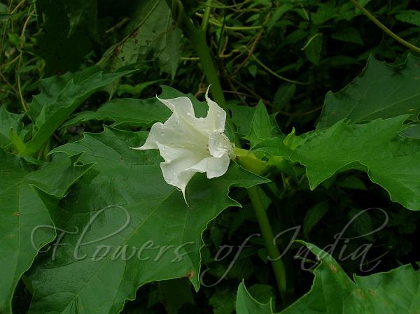 Jimsonweed