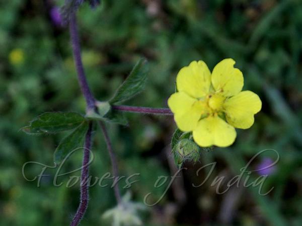 Kashmir Cinquefoil