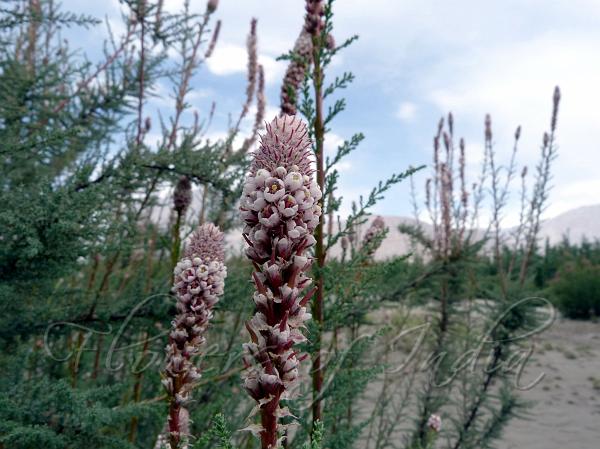 Kashmir False Tamarisk