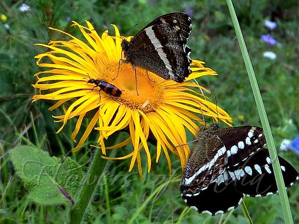 Kashmir Inula