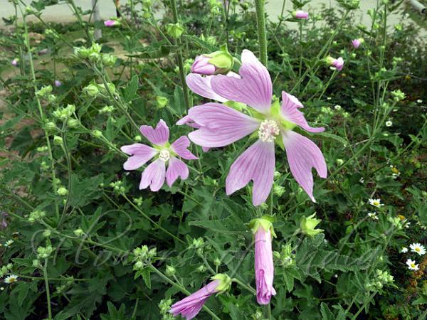Kashmir Mallow