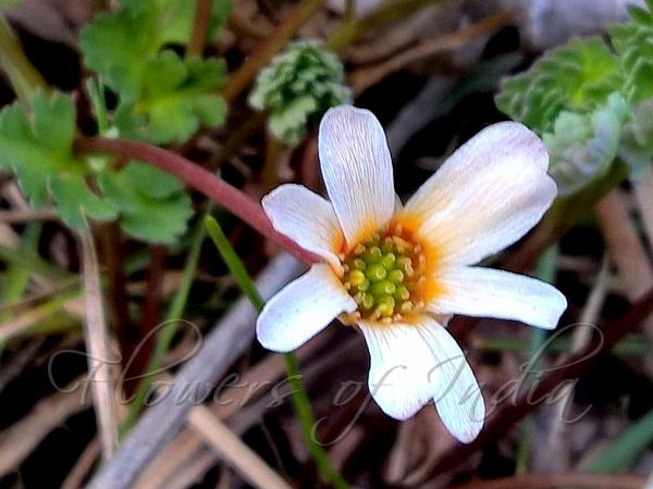 Kashmir Prettyflower