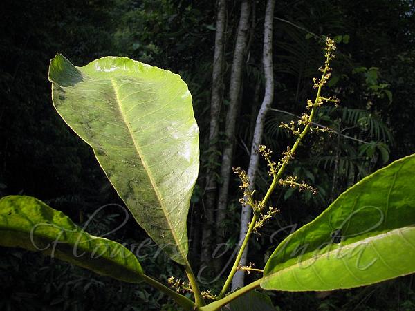 Kathalekan Marsh Nut