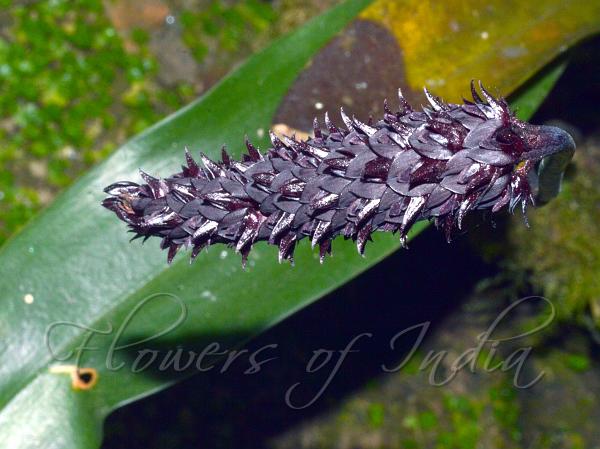 Khasi Bulb-Leaf Orchid