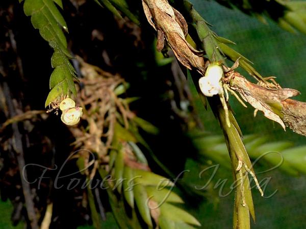 Knife-Like Podochilus