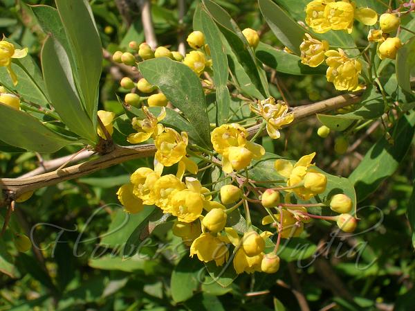 Koehne Barberry