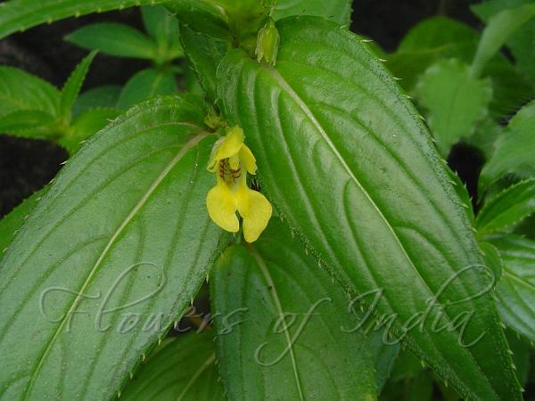 Konkan Yellow Balsam