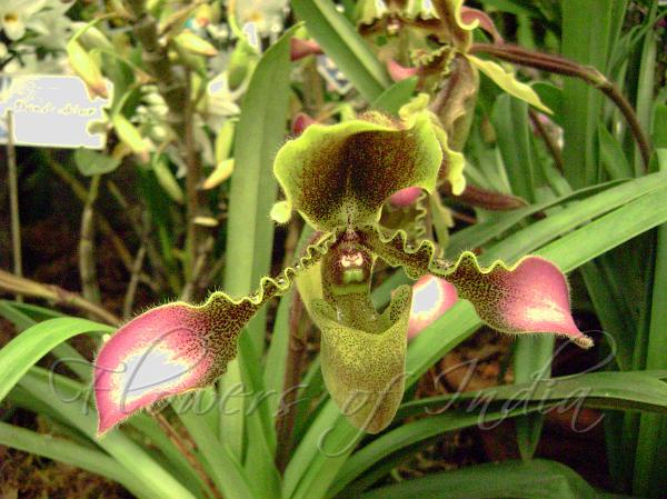 Lady's Slipper Orchid