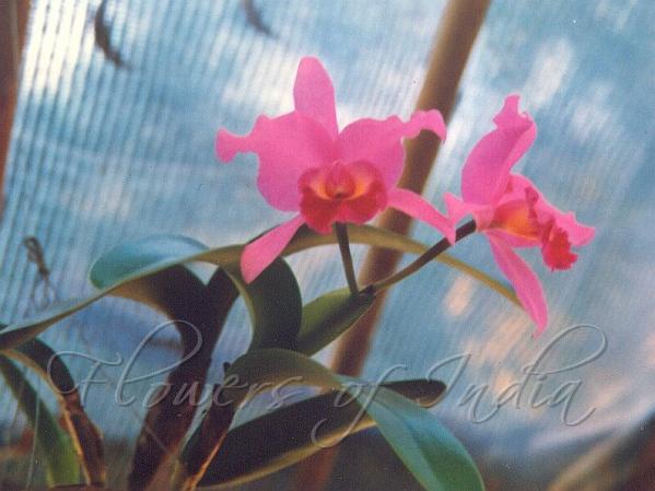 Laelia Orchid