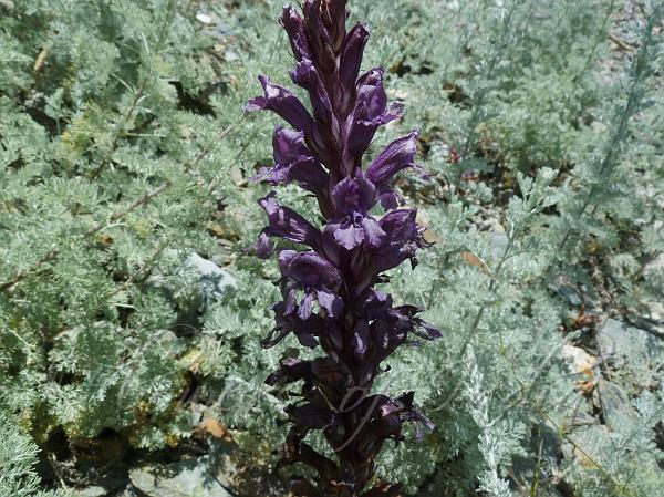 Lahaul Broomrape