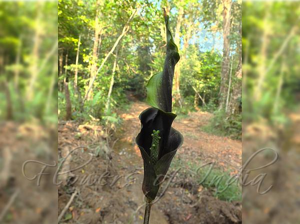 Lakshadweep Twisted Arum