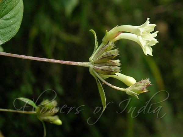 Lanceleaf Leptodermis