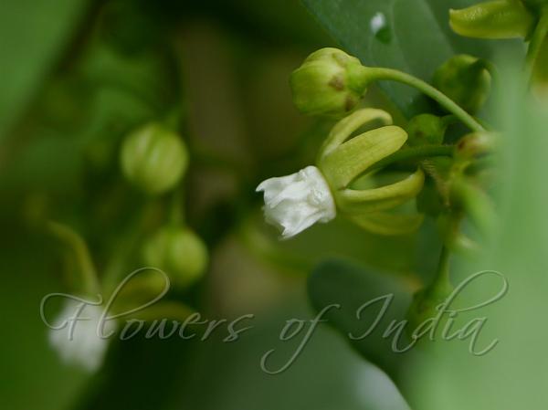Lanceleaf Swallow-Wort