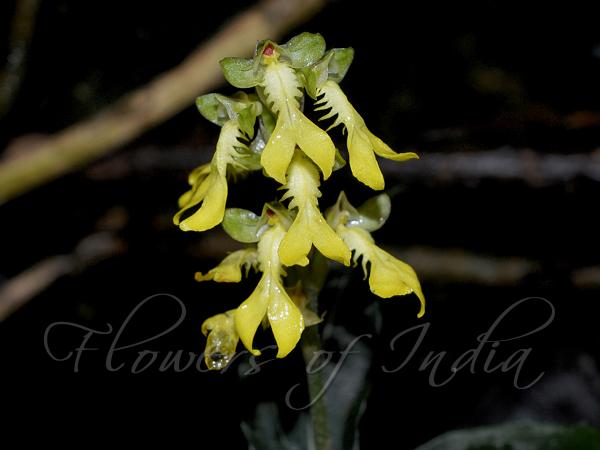 Lanceleaf Toothed-Lip Orchid