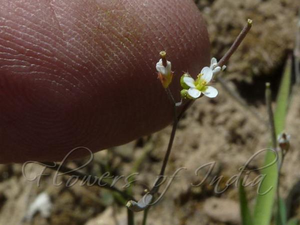 Lanceleaf Whitlow Grass
