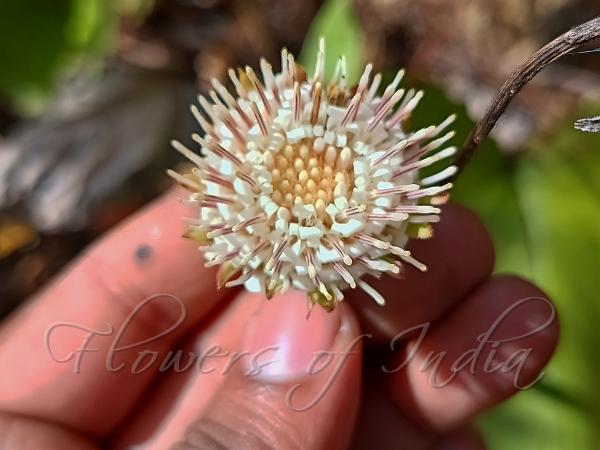 Large Himalayan Gerbera