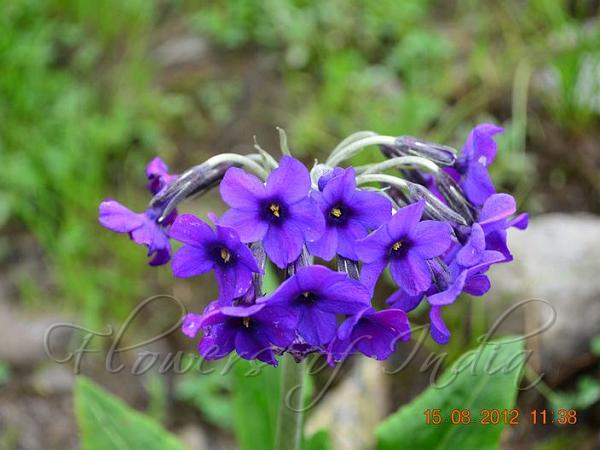 Large Leaf Primrose