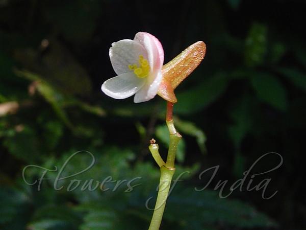 Large Winged Begonia
