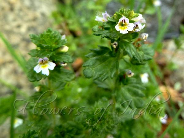 Large-Bract Eyebright