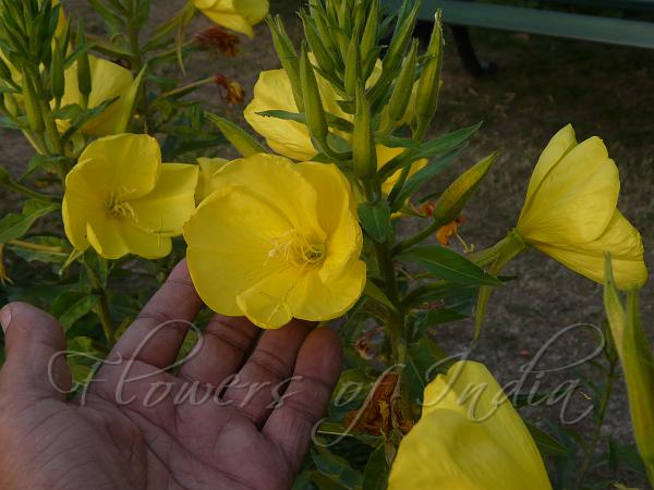 Large-Flower Evening Primrose
