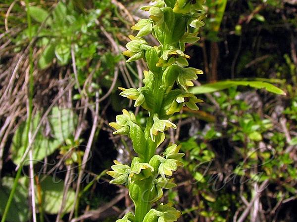 Large-Flower Herminium