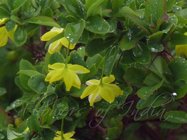 Large-Flowered Barberry