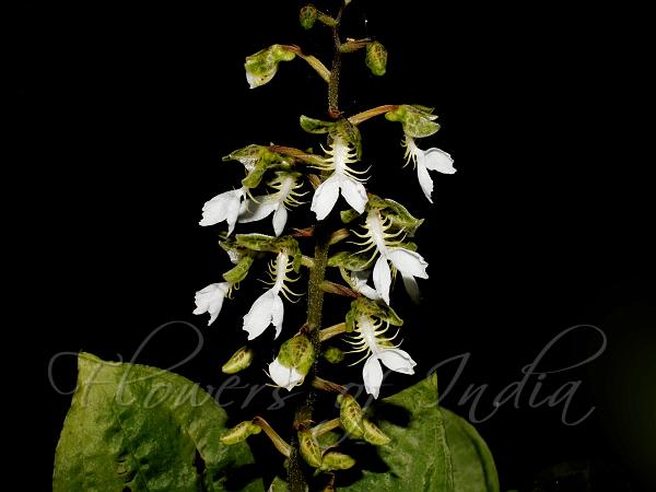 Large-Flowered Toothed-Lip Orchid