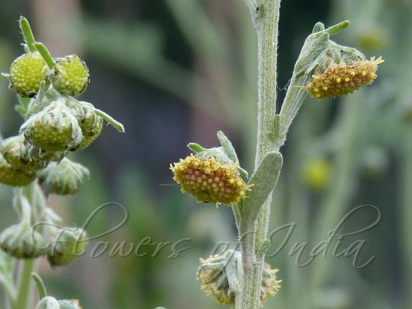 Large-Flowered Wormwood