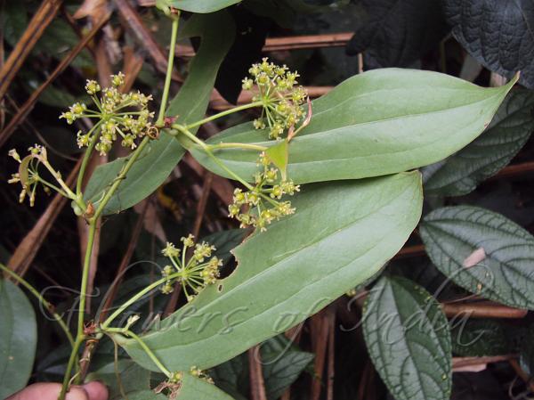 Large-Leaf Smilax