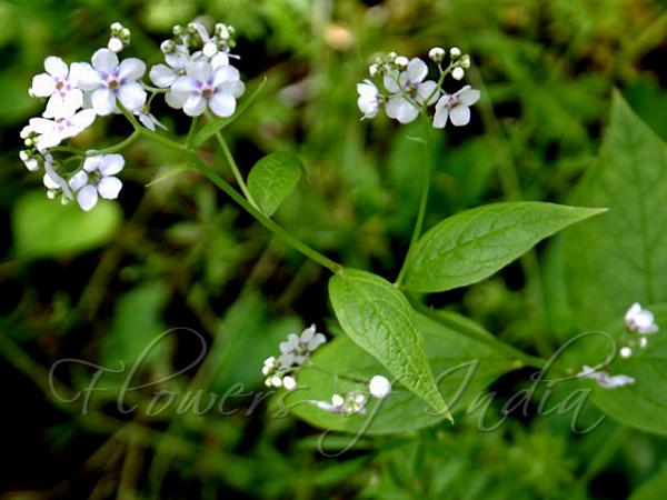 Large-Leaf Stickseed