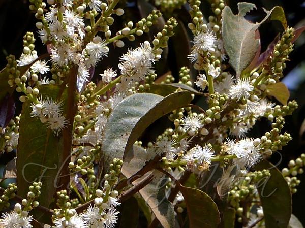 Laurel Sapphire Berry