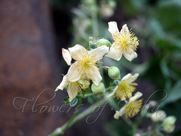 Lax-Flowered Clematis