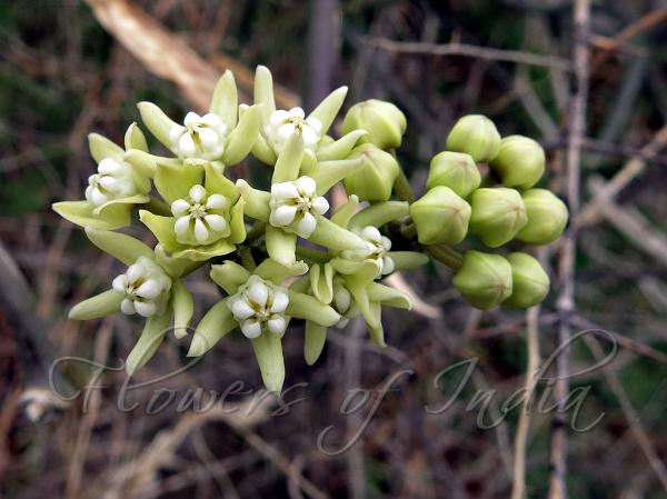 Leafless East-Indian Vine