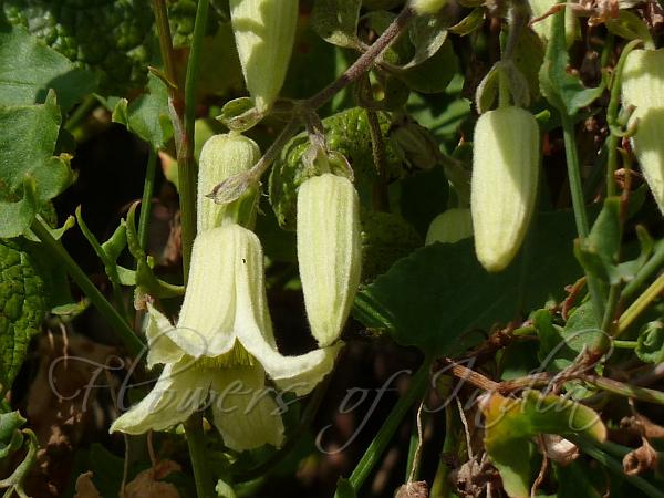 Lemon Clematis