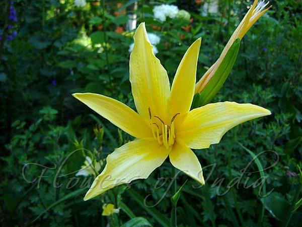 Lemon Daylily