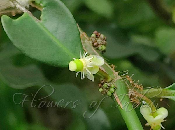 Lemon Drop Mangosteen