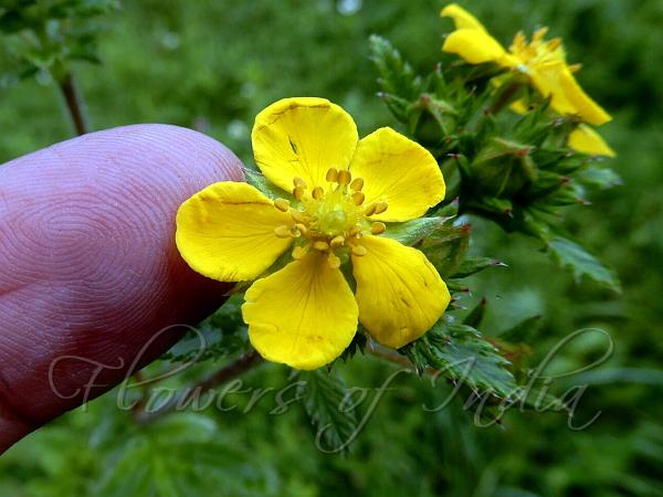 Lined Cinquefoil