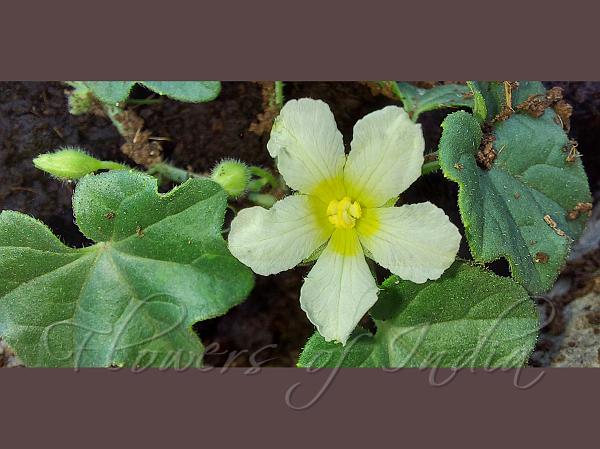 Little Wild Gourd