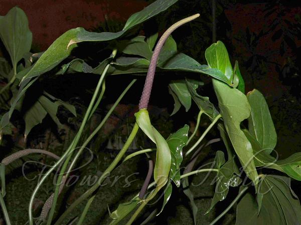 Lobed-Leaf Anthurium