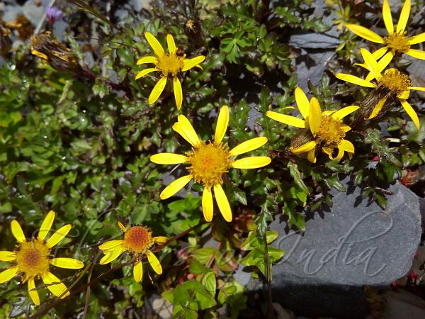 Lobed-Leaf Climbing Senecio
