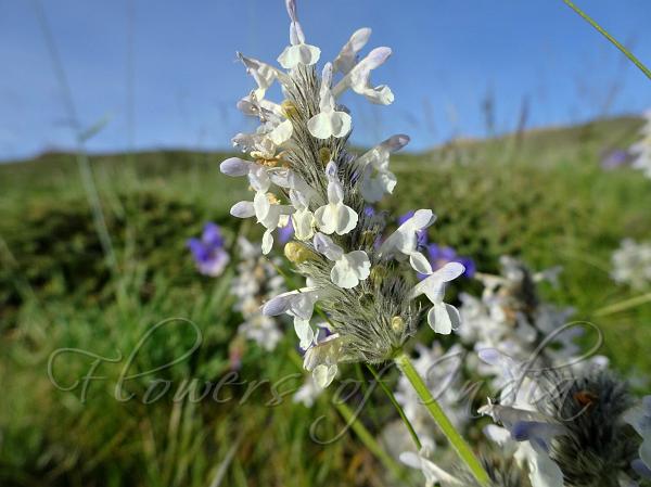 Long Stalked Catmint