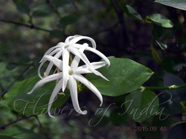 Long-Bud Jasmine