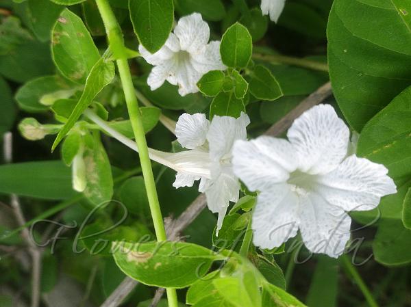 Long-Flower Ruellia