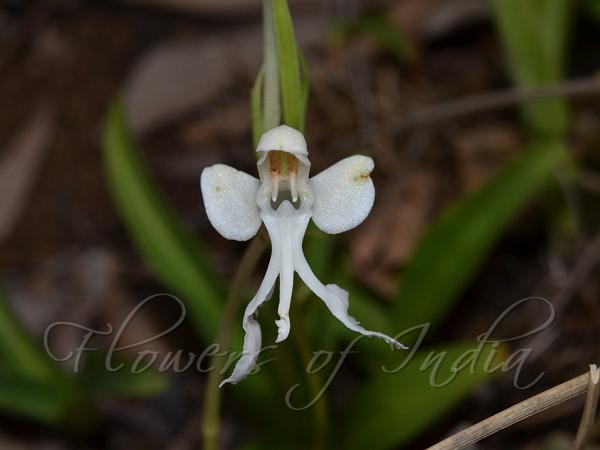 Long-Horned Habenaria
